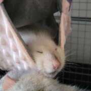 ヒメ日記 2025/08/08 23:13 投稿 体験なな ミセスコレクション