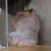 ヒメ日記 2025/08/09 02:01 投稿 体験なな ミセスコレクション