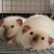 ヒメ日記 2025/08/09 02:13 投稿 体験なな ミセスコレクション