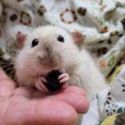 ヒメ日記 2025/08/10 08:03 投稿 体験なな ミセスコレクション