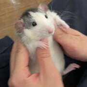 ヒメ日記 2025/08/11 08:13 投稿 体験なな ミセスコレクション