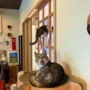 ヒメ日記 2025/08/14 01:03 投稿 体験なな ミセスコレクション