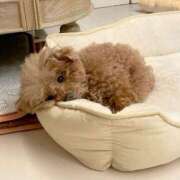 ヒメ日記 2025/08/30 01:33 投稿 体験なな ミセスコレクション