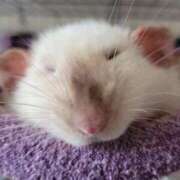 ヒメ日記 2025/09/07 08:13 投稿 体験なな ミセスコレクション