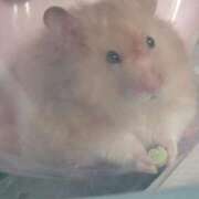 ヒメ日記 2025/09/11 18:04 投稿 体験なな ミセスコレクション