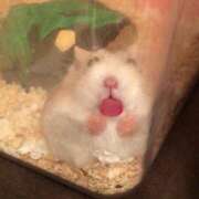 ヒメ日記 2025/09/17 23:43 投稿 体験なな ミセスコレクション