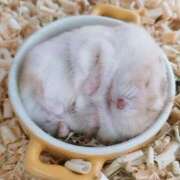 ヒメ日記 2025/09/19 12:13 投稿 体験なな ミセスコレクション