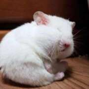 ヒメ日記 2025/09/23 21:33 投稿 体験なな ミセスコレクション