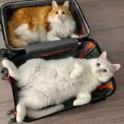 ヒメ日記 2025/09/24 08:13 投稿 体験なな ミセスコレクション