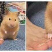 ヒメ日記 2025/09/25 02:43 投稿 体験なな ミセスコレクション