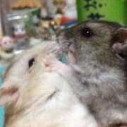 ヒメ日記 2025/09/30 01:43 投稿 体験なな ミセスコレクション