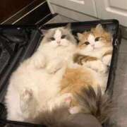 ヒメ日記 2025/10/16 22:53 投稿 体験なな ミセスコレクション