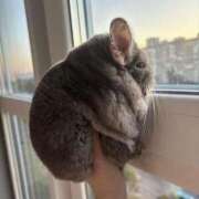 ヒメ日記 2025/10/17 08:10 投稿 体験なな ミセスコレクション