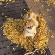 ヒメ日記 2025/10/21 20:13 投稿 体験なな ミセスコレクション