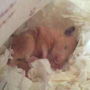 ヒメ日記 2025/10/22 21:53 投稿 体験なな ミセスコレクション