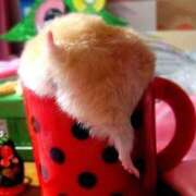 ヒメ日記 2025/10/22 23:53 投稿 体験なな ミセスコレクション