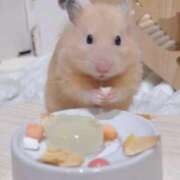 ヒメ日記 2025/10/31 12:16 投稿 体験なな ミセスコレクション