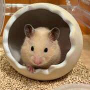 ヒメ日記 2025/10/31 23:13 投稿 体験なな ミセスコレクション