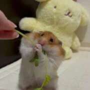 ヒメ日記 2025/11/01 12:07 投稿 体験なな ミセスコレクション