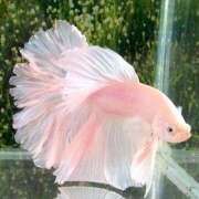 ヒメ日記 2025/11/03 12:08 投稿 体験なな ミセスコレクション