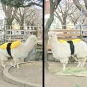 ヒメ日記 2025/11/11 02:00 投稿 体験なな ミセスコレクション