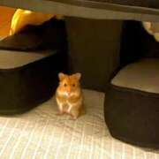 ヒメ日記 2025/11/11 02:07 投稿 体験なな ミセスコレクション