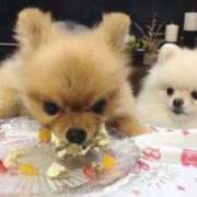 ヒメ日記 2025/11/14 12:12 投稿 体験なな ミセスコレクション