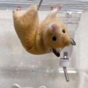 ヒメ日記 2025/11/15 18:03 投稿 体験なな ミセスコレクション