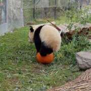 ヒメ日記 2025/11/16 03:03 投稿 体験なな ミセスコレクション