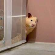 ヒメ日記 2025/11/16 03:13 投稿 体験なな ミセスコレクション