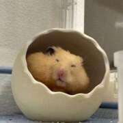 ヒメ日記 2025/11/16 08:13 投稿 体験なな ミセスコレクション