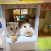 体験なな お昼休憩入りました︎💕︎🌟‪🐹🩷 ̖́- ミセスコレクション