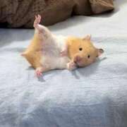 ヒメ日記 2025/12/12 22:53 投稿 体験なな ミセスコレクション