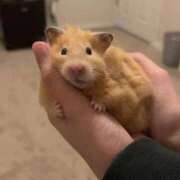 ヒメ日記 2025/12/13 21:33 投稿 体験なな ミセスコレクション