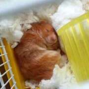 ヒメ日記 2025/12/17 08:13 投稿 体験なな ミセスコレクション