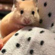 ヒメ日記 2025/12/20 03:03 投稿 体験なな ミセスコレクション