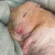 ヒメ日記 2025/12/21 01:53 投稿 体験なな ミセスコレクション