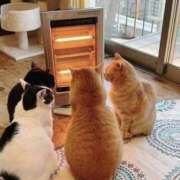 ヒメ日記 2025/12/27 22:53 投稿 体験なな ミセスコレクション