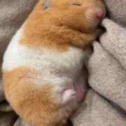 ヒメ日記 2025/12/29 20:59 投稿 体験なな ミセスコレクション