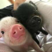 ヒメ日記 2025/12/30 01:33 投稿 体験なな ミセスコレクション