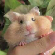 ヒメ日記 2026/01/07 12:16 投稿 体験なな ミセスコレクション