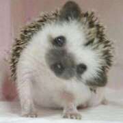 ヒメ日記 2026/01/08 23:43 投稿 体験なな ミセスコレクション