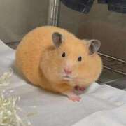 ヒメ日記 2026/01/09 12:06 投稿 体験なな ミセスコレクション