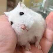 ヒメ日記 2026/01/13 02:03 投稿 体験なな ミセスコレクション