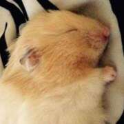 ヒメ日記 2026/01/13 02:46 投稿 体験なな ミセスコレクション