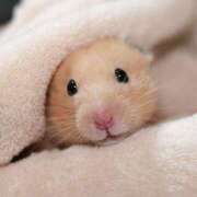 ヒメ日記 2026/01/13 08:03 投稿 体験なな ミセスコレクション