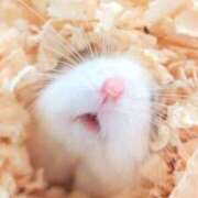 ヒメ日記 2026/01/13 12:06 投稿 体験なな ミセスコレクション