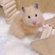 ヒメ日記 2026/01/16 22:23 投稿 体験なな ミセスコレクション