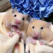 ヒメ日記 2026/01/17 01:58 投稿 体験なな ミセスコレクション