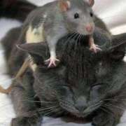 ヒメ日記 2026/01/17 23:13 投稿 体験なな ミセスコレクション